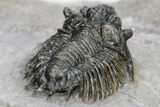 Lichid (Acanthopyge) Trilobite - Issoumour, Morocco #241497-4